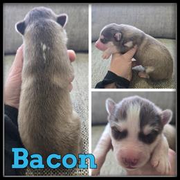 Bacon - Red and white male Siberian Husky puppy in Wheeler, Michigan from Haase Family Kennels