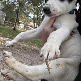Greyhound Puppies from Greyhound Puppy Havens