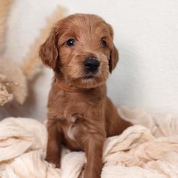 Hazel - Red  female Goldendoodle puppy in Auburn, California from Golden Acre Doodles