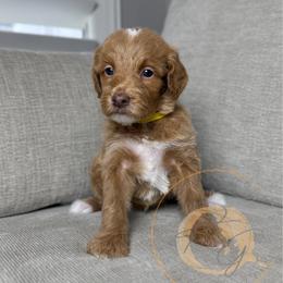 Daisy - Apricot female Goldendoodle puppy in Murrieta, California from Apricot Poodles & Goldendoodles, LLC