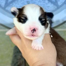 Shamrock - Sable and white male American Corgi puppy in Whitney, Texas from 5H Corgis