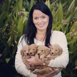 Goldendoodle Puppies from Cooley Doodles