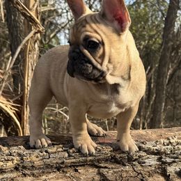 Pugsly (girl) - French Bulldog puppy from Let's keep it frenchie!
