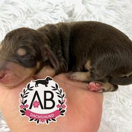 Toby - Chocolate and cream male Dachshund puppy in Mesquite, Texas from AB Dachshund