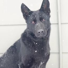 German Shepherd puppies from Morales Kennels
