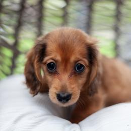 Van helsing - Red male Dachshund puppy in Perry, Florida from EntityDachs