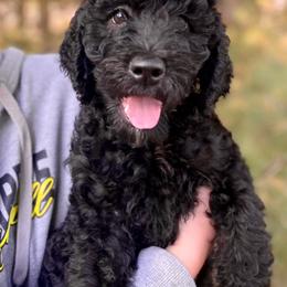 Labradoodle Puppies from Hamilton Labradoodles