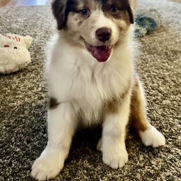 Australian Shepherd and German Shorthaired Pointer Puppies from Flynbee Farm