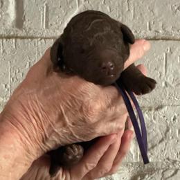 Purple - Chocolate female Goldendoodle puppy in Arlington, Texas from Chambers Doodle Patch