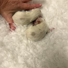 Parti boy - Parti male Maltipoo puppy in Fredericktown, Missouri from Doodle Pups Fur-Ever