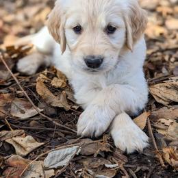 Golden Retriever Puppies from Mountain Sky Goldens   https://youtu.be/30SVQesEtig?si=CMjASv_Tza1VKSNt