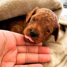 Poodle Puppies from Premier Poodle