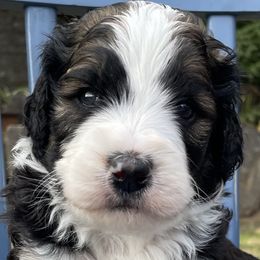 Dwight - Bernedoodle puppy in Washougal, Washington from Sandy Creek Bernedoodles