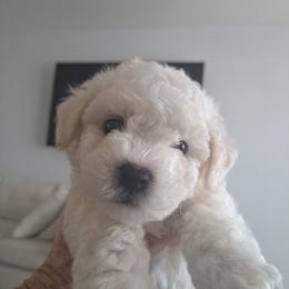 Bichon Frise, Cavachon, and Cavalier King Charles Spaniel Puppies from Sarah's Cavachons & King Charles Cavalier Spaniels