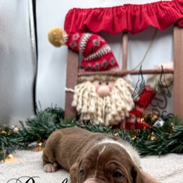 Rush - Chocolate and white female Great Dane puppy in Prairieville, Louisiana from Southern Barron Danes & Dachshunds