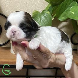 Shih Tzu Puppies from Willow Lane Shih Tzus