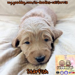Starfish - Apricot female Goldendoodle puppy in Santa Cruz, California from Lu Doodles