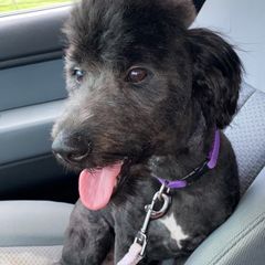 Murphy - Double Doodle