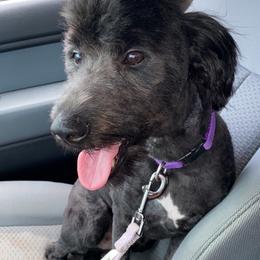 Murphy - Double Doodle
