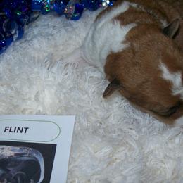 Wire Fox Terriers from LT Wire Fox Terriers