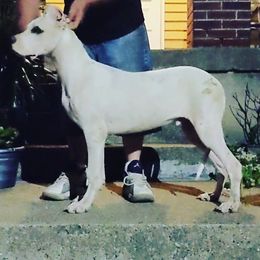 Dogo Argentino Puppies from De la Fuerza de Dios