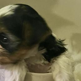 Yorkshire Terriers from Yorkshire terrier