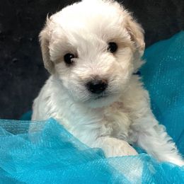Blue tie - Parti male Maltipoo puppy in Clarksville, Tennessee from Bee Mine Poodles, Doodles and Pomeranians