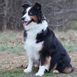 Nova - Australian Shepherd