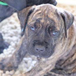 Blue Collar Male - Brindle male Boerboel puppy in Lubbock, Texas from Bushido Boerboels