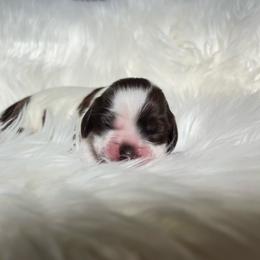 Brown and white parti - Brown and white male Cocker Spaniel puppy in Oregon from Doc's Cockers