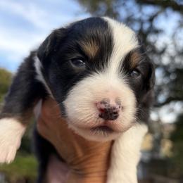 Lake - Black tri-color male Australian Shepherd puppy in San Jose, California from Dirty Laundry Australian Shepherds