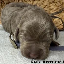Alice - Silver female Dilute Retriever puppy in Grants Pass, Oregon from KnR Antler Dogs