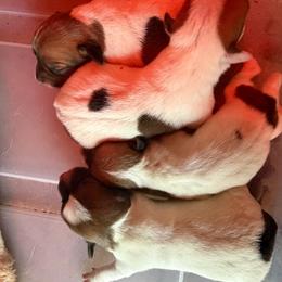 Girl 2 - Brown and white female Jack Russell Terrier puppy in Maysville, Oklahoma from MO’s Jack Russells