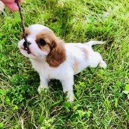 Cavalier King Charles Spaniel Puppies from Sunset Valley Cavaliers