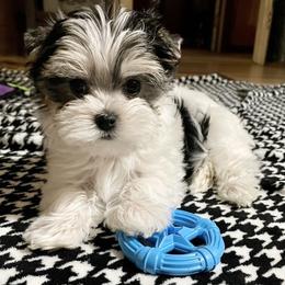 "Past puppy " Maltese and Yorkshire Terrier Puppies from Precious Paws Maltese and Yorkies