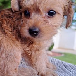 Maltipoos, Yorkipoos, and Yorkshire Terriers from Crimson Dessert Yorkiepoos