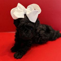 Poodle puppies from Blessed Beginnings Puppies