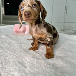 Dachshund Puppies from Harrison Farm