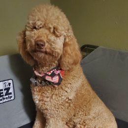 Marley - Goldendoodle