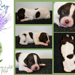 Rory - Liver and white male Brittany puppy in Hollidaysburg, Pennsylvania from Royal Flush Farms