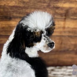 Cavalier King Charles Spaniels, Golden Retrievers, and Schnoodles from Fluffy Buttz