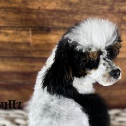 Cavalier King Charles Spaniels, Golden Retrievers, and Schnoodles from Fluffy Buttz