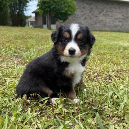Bandit - Black tri male Miniature Australian Shepherd puppy in Daytona Beach, Florida from Mini Aussie Beach Babies