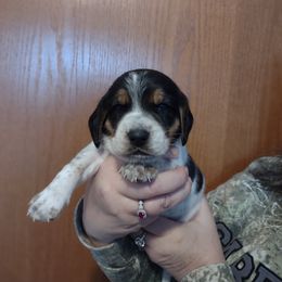 Boy 1 - Beagle puppy in Rhinelander, Wisconsin from Norling's Great Northern Beagles