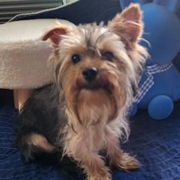 Boy 1 - Black and tan male Yorkshire Terrier puppy in Newport News, Virginia from Ty-Shea Designs Yorkies and More LLC
