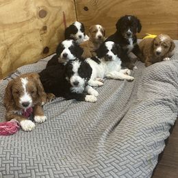 Bernedoodles from Rooper Doodles