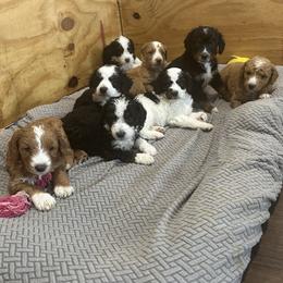 Bernedoodles from Rooper Doodles