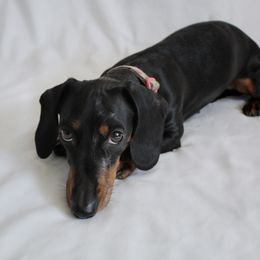 Oakley - Dachshund