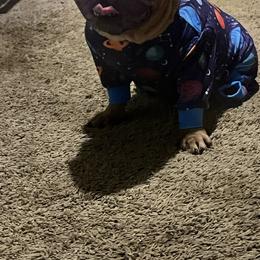 French Bulldog puppies from Ruff it up frenchies