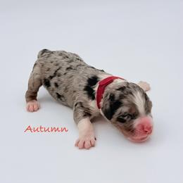 Autumn - Blue merle female Aussiedoodle puppy in Cartersville, Georgia from Simply Blessed Doodles